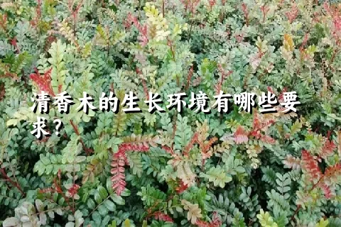 清香木的生长环境有哪些要求？