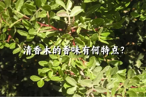 清香木的香味有何特点？