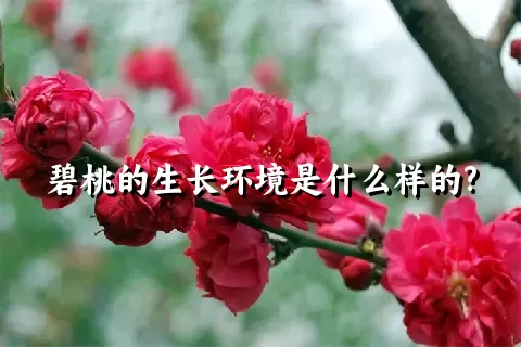 碧桃的生长环境是什么样的?