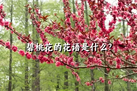 碧桃花的花语是什么?