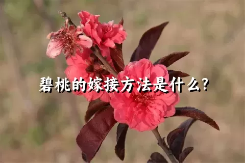 碧桃的嫁接方法是什么?