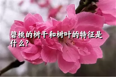 碧桃的树干和树叶的特征是什么?