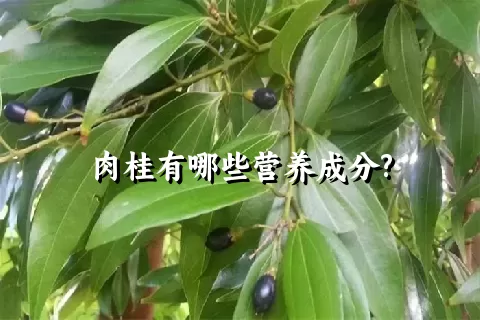 肉桂有哪些营养成分?