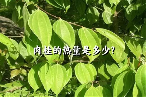 肉桂的热量是多少?