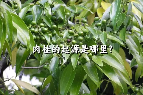 肉桂的起源是哪里?