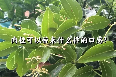 肉桂可以带来什么样的口感?