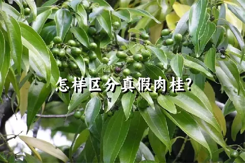 怎样区分真假肉桂?