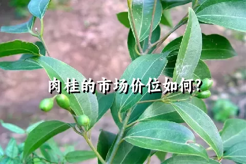 肉桂的市场价位如何?