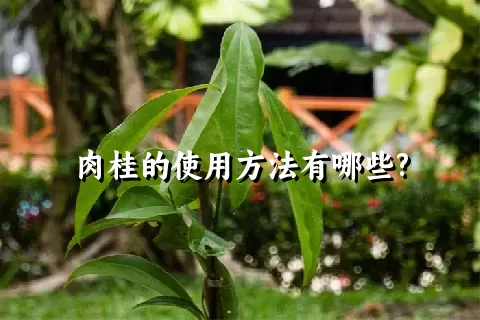 肉桂的使用方法有哪些?