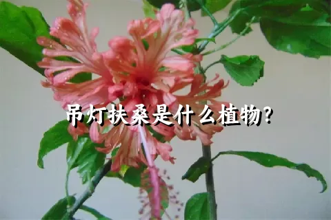 吊灯扶桑是什么植物？