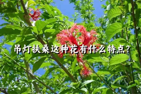 吊灯扶桑这种花有什么特点？