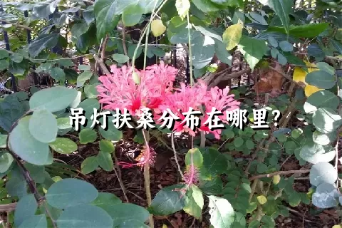 吊灯扶桑分布在哪里?