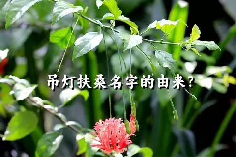 吊灯扶桑名字的由来？