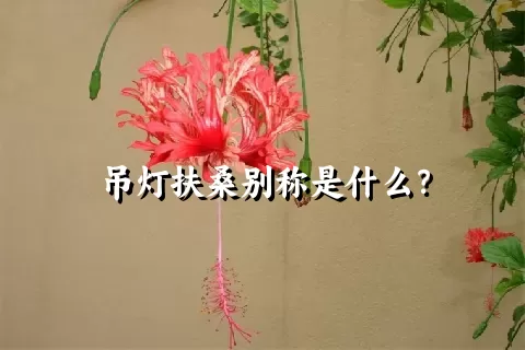 吊灯扶桑别称是什么？