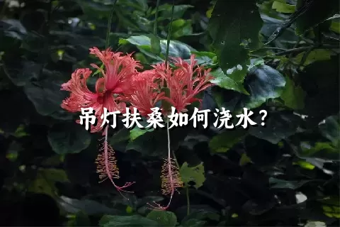 吊灯扶桑如何浇水？