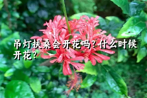 吊灯扶桑会开花吗？什么时候开花？