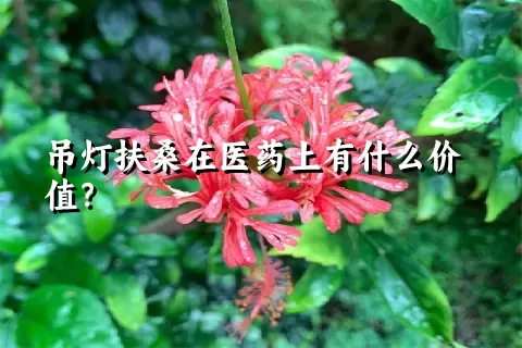 吊灯扶桑在医药上有什么价值？