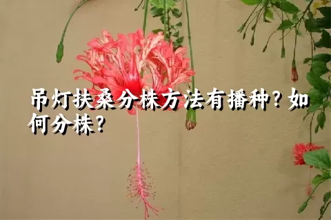 吊灯扶桑分株方法有播种？如何分株？