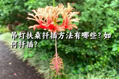 吊灯扶桑扦插方法有哪些？如何扦插？