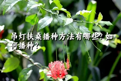 吊灯扶桑播种方法有哪些？如何播种？