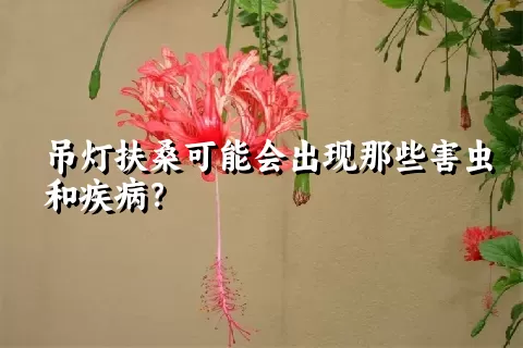 吊灯扶桑可能会出现那些害虫和疾病？