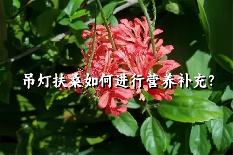 吊灯扶桑如何进行营养补充？