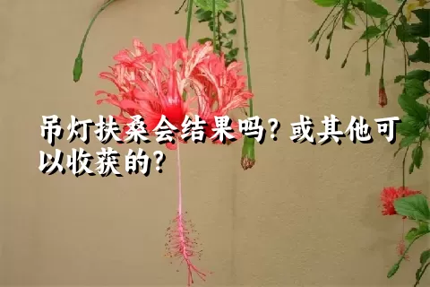 吊灯扶桑会结果吗？或其他可以收获的？