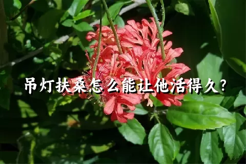 吊灯扶桑怎么能让他活得久？