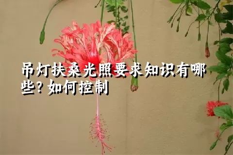 吊灯扶桑光照要求知识有哪些？如何控制