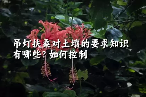 吊灯扶桑对土壤的要求知识有哪些？如何控制