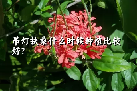 吊灯扶桑什么时候种植比较好？