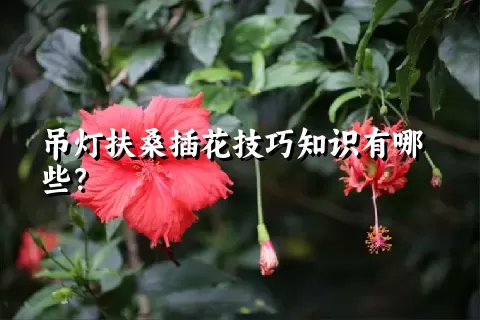 吊灯扶桑插花技巧知识有哪些？