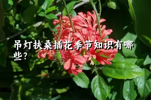 吊灯扶桑插花季节知识有哪些？