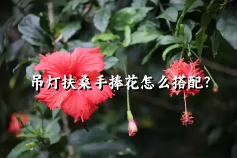 吊灯扶桑手捧花怎么搭配？