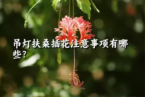 吊灯扶桑插花注意事项有哪些？