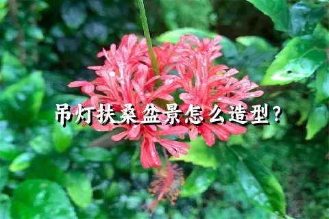 吊灯扶桑盆景怎么造型？