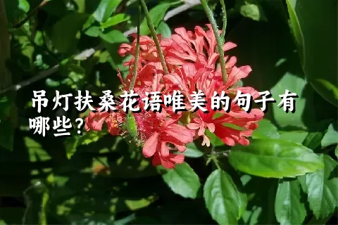 吊灯扶桑花语唯美的句子有哪些？