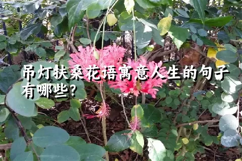 吊灯扶桑花语寓意人生的句子有哪些？