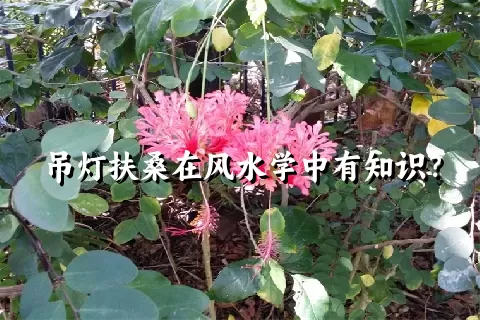 吊灯扶桑在风水学中有知识？