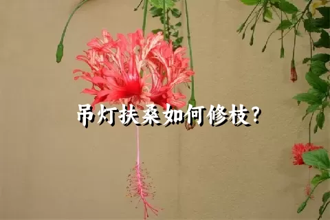 吊灯扶桑如何修枝？