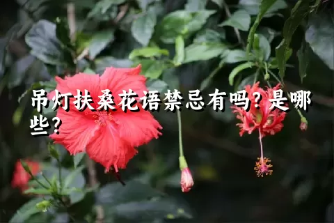 吊灯扶桑花语禁忌有吗？是哪些？