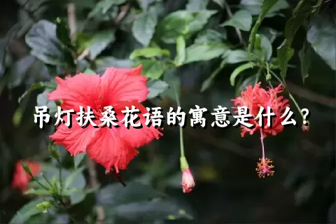 吊灯扶桑花语的寓意是什么？