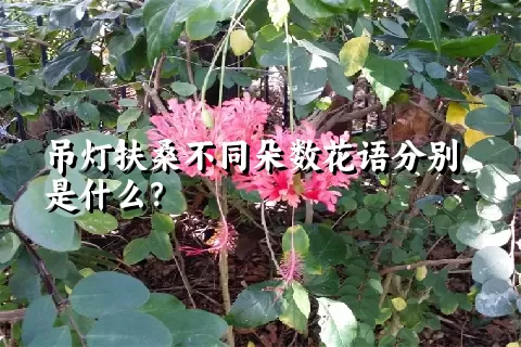 吊灯扶桑不同朵数花语分别是什么？