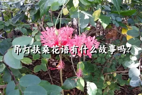 吊灯扶桑花语有什么故事吗？