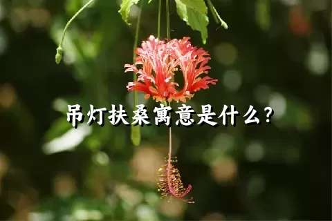 吊灯扶桑寓意是什么？