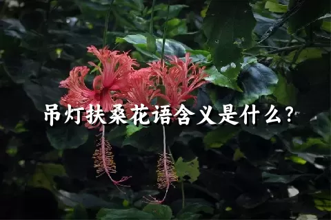 吊灯扶桑花语含义是什么？