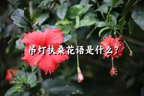 吊灯扶桑花语是什么？