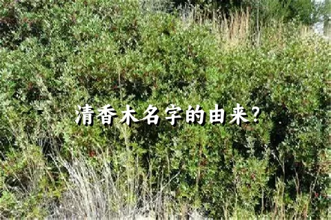 清香木名字的由来？