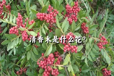 清香木是什么花？