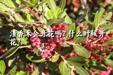 清香木会开花吗？什么时候开花？